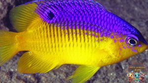 Pelestarian Damselfish