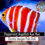 Peppermint Angelfish Ikan Hias Eksotis dengan Pola Unik