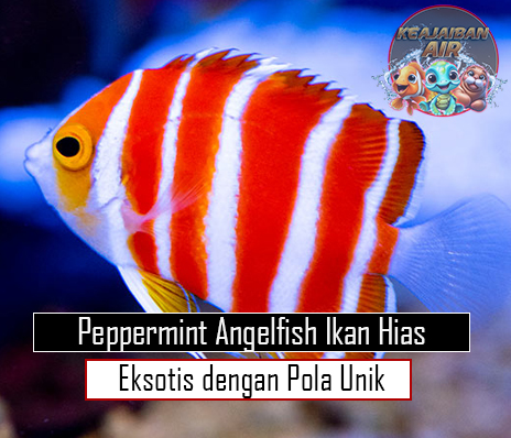 Peppermint Angelfish Ikan Hias Eksotis dengan Pola Unik