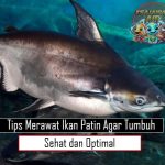 Tips Merawat Ikan Patin Agar Tumbuh Sehat dan Optimal