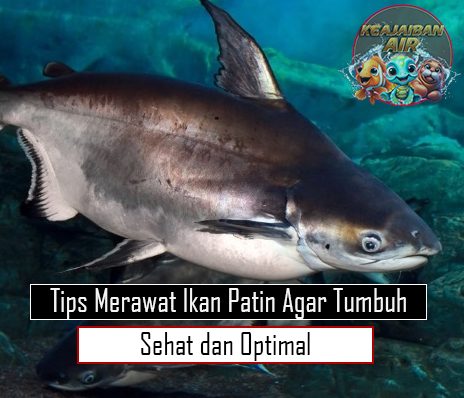 Tips Merawat Ikan Patin Agar Tumbuh Sehat dan Optimal