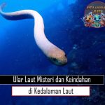 Ular Laut Misteri dan Keindahan di Kedalaman Laut