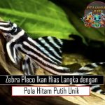 Zebra Pleco Ikan Hias Langka dengan Pola Hitam Putih Unik