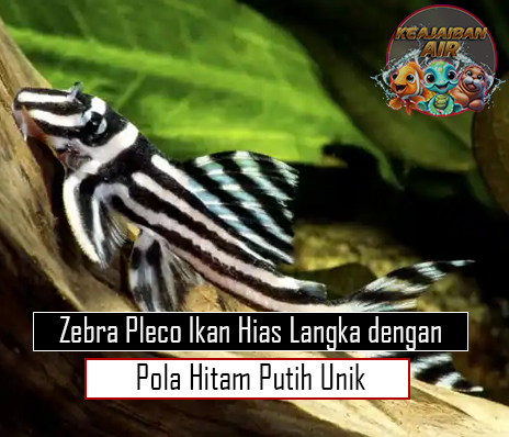 Zebra Pleco Ikan Hias Langka dengan Pola Hitam Putih Unik