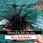 Bahaya Bulu Babi Apa yang Harus Anda Ketahui