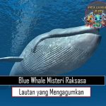 Blue Whale Misteri Raksasa Lautan yang Mengagumkan