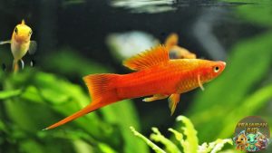 Cara Merawat Ikan Swordtail di Akuarium