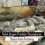 Dekat dengan Predator Penangkaran Buaya Asam Kumbang