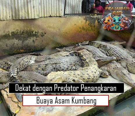 Dekat dengan Predator Penangkaran Buaya Asam Kumbang