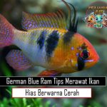 German Blue Ram Tips Merawat Ikan Hias Berwarna Cerah