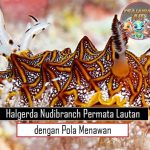 Halgerda Nudibranch