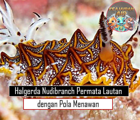 Halgerda Nudibranch