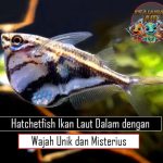 Hatchetfish Ikan Laut Dalam dengan Wajah Unik dan Misterius