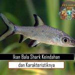 Ikan Bala Shark Keindahan dan Karakteristiknya