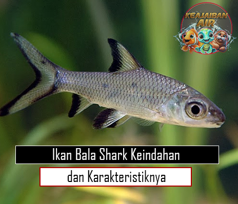 Ikan Bala Shark Keindahan dan Karakteristiknya