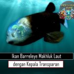 Ikan Barreleye Makhluk Laut dengan Kepala Transparan