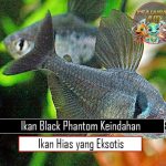 Ikan Black Phantom Keindahan Ikan Hias yang Eksotis