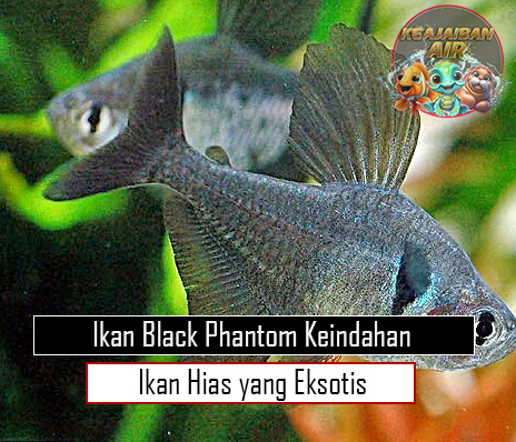 Ikan Black Phantom Keindahan Ikan Hias yang Eksotis