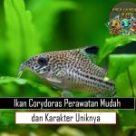 Ikan Corydoras Perawatan Mudah dan Karakter Uniknya