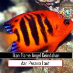 Ikan Flame Angel Keindahan dan Pesona Laut