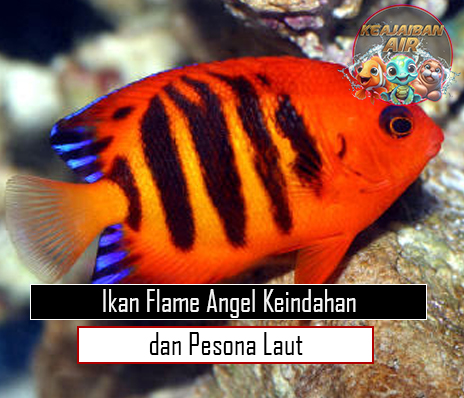 Ikan Flame Angel Keindahan dan Pesona Laut