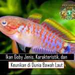 Ikan Goby Jenis, Karakteristik, dan Keunikan di Dunia Bawah Laut