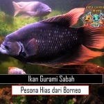 Ikan Gurami Sabah Pesona Hias dari Borneo