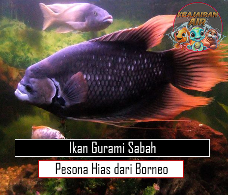 Ikan Gurami Sabah Pesona Hias dari Borneo