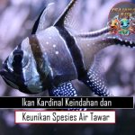 Ikan Kardinal Keindahan dan Keunikan Spesies Air Tawar