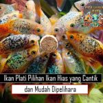 Ikan Plati Pilihan Ikan Hias yang Cantik dan Mudah Dipelihara