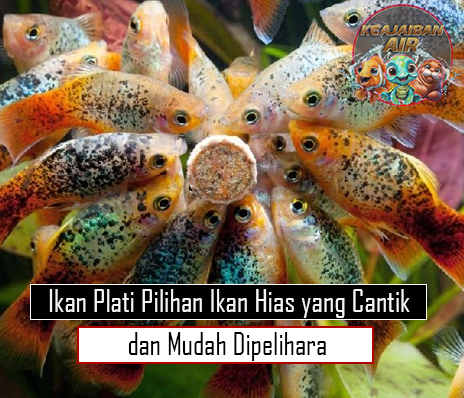 Ikan Plati Pilihan Ikan Hias yang Cantik dan Mudah Dipelihara