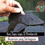 Ikan Sapu-sapu Si Pembersih Akuarium yang Serbaguna