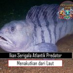 Ikan Serigala Atlantik Predator Menakutkan dari Laut