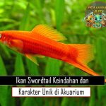 Ikan Swordtail Keindahan dan Karakter Unik di Akuarium