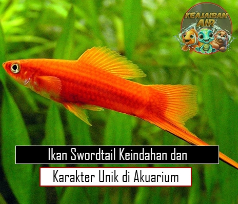 Ikan Swordtail Keindahan dan Karakter Unik di Akuarium