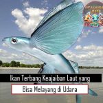 Ikan Terbang Keajaiban Laut yang Bisa Melayang di Udara