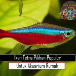 Ikan Tetra Pilihan Populer untuk Akuarium Rumah