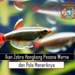 Ikan Zebra Hongkong Pesona Warna dan Pola Menariknya