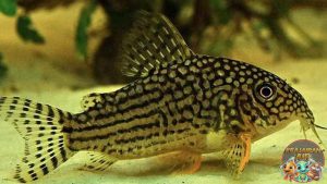 Karakteristik Ikan Corydoras