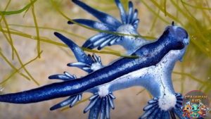 Karakteristik Siput Laut Naga Biru