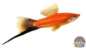 Keindahan Ikan Swordtail