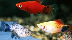 Keunggulan Ikan Platy sebagai Ikan Hias