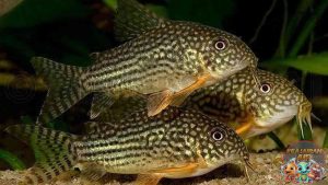 Keunikan Ikan Corydoras