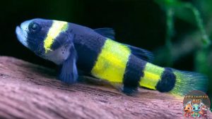 Keunikan Ikan Goby