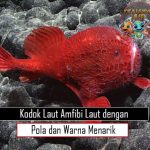 Kodok Laut Amfibi Laut dengan Pola dan Warna Menarik