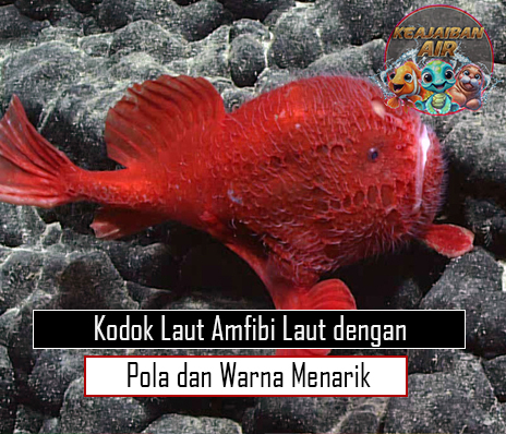 Kodok Laut Amfibi Laut dengan Pola dan Warna Menarik