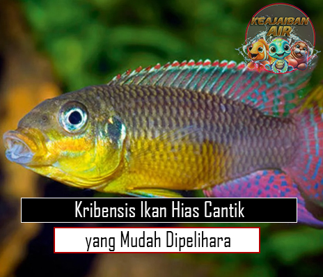 Kribensis Ikan Hias Cantik yang Mudah Dipelihara