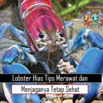 Lobster Hias Tips Merawat dan Menjaganya Tetap Sehat