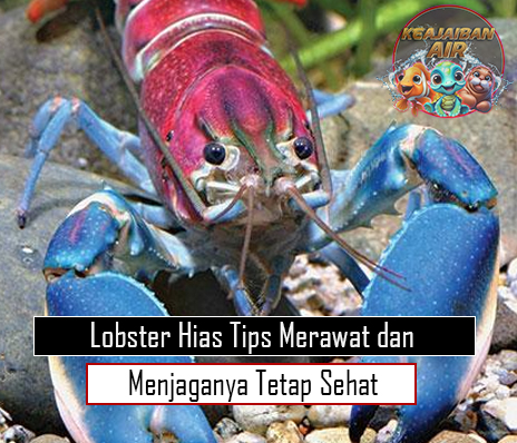 Lobster Hias Tips Merawat dan Menjaganya Tetap Sehat