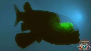 Memahami Ikan Barreleye